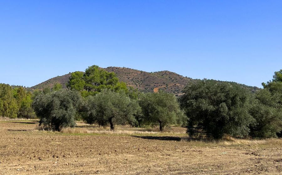 Old Olive trees in Pyrga