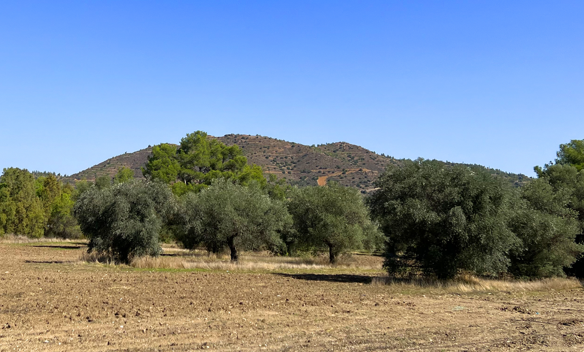Old Olive trees in Pyrga