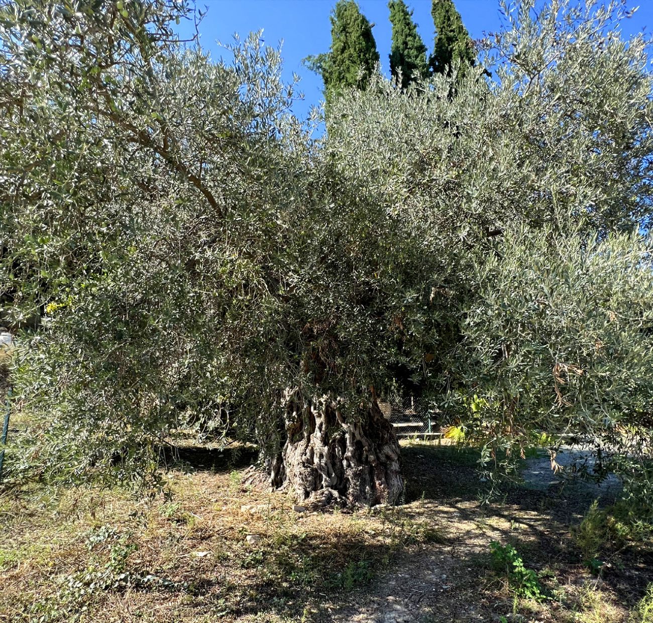 Old Olive trees